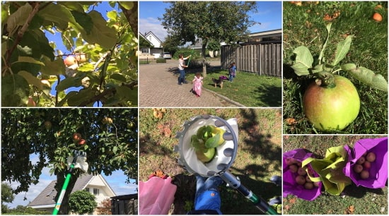 Appels bij Gastouder Hasselt